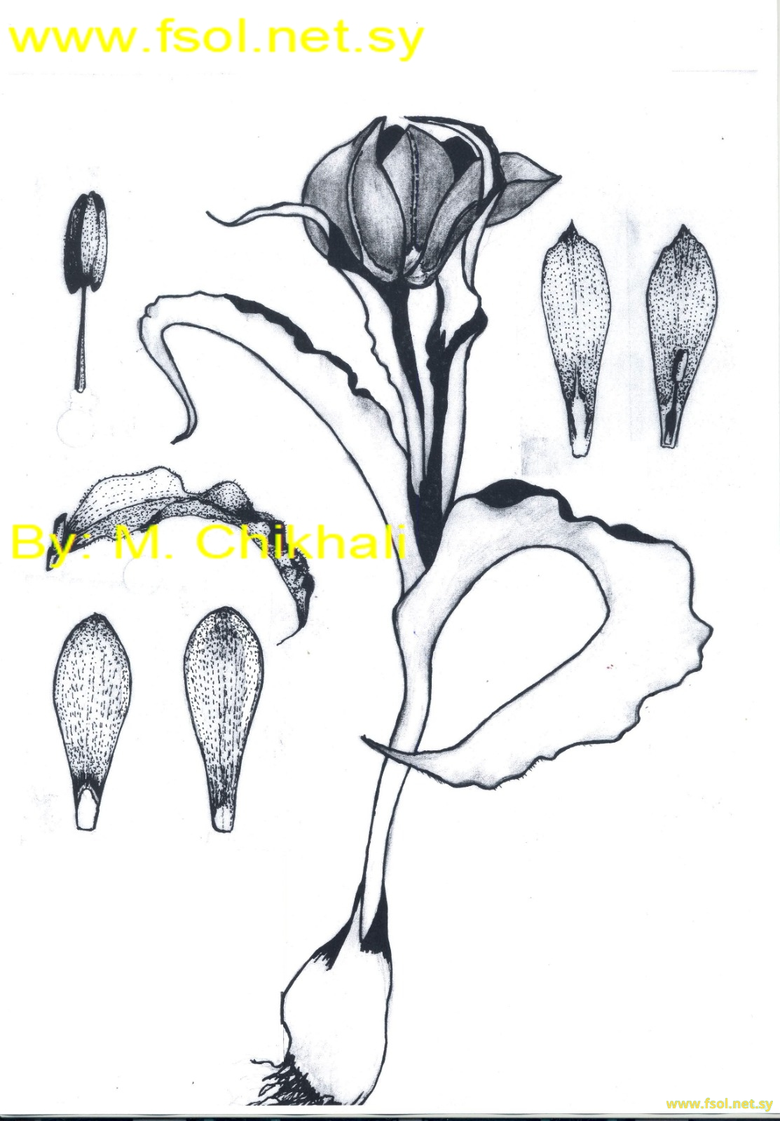 Tulipa praecox Ten. 1811